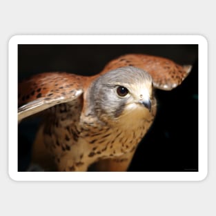 Kestrel Sticker